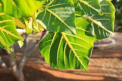 网友分享AI生成的《最后生还者3》剧本：艾比牺牲自己救艾莉